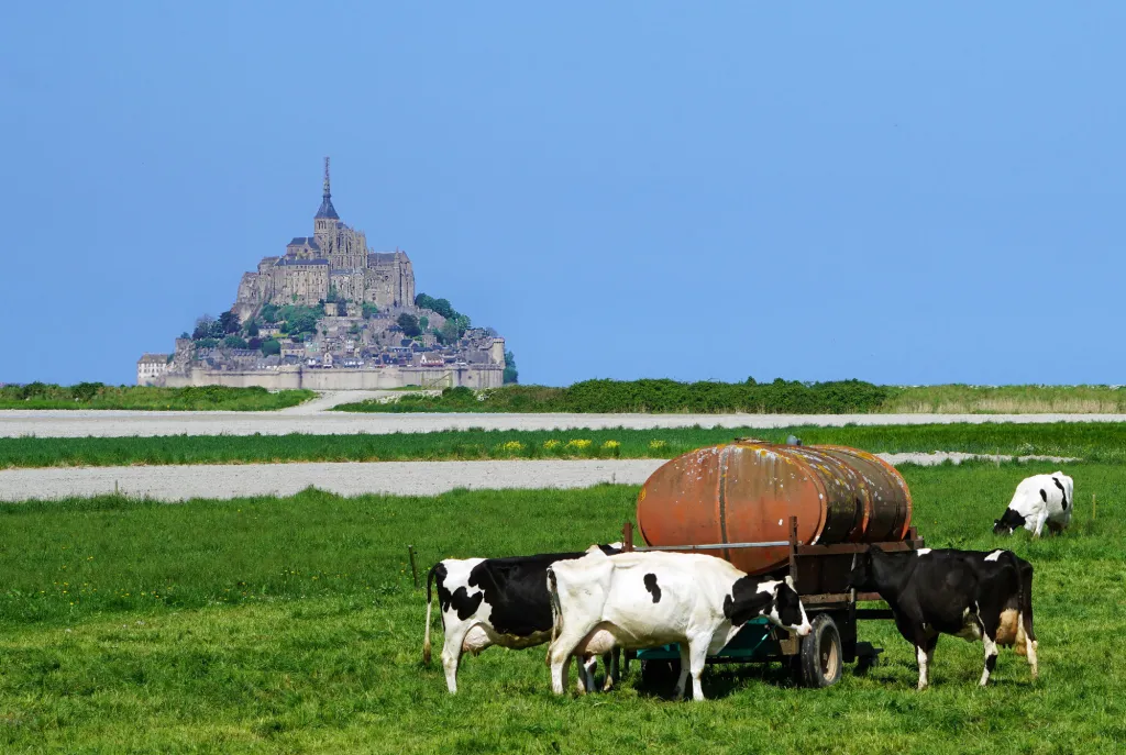 Cows in a pasture with a city in the background