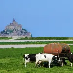 Cows in a pasture with a city in the background