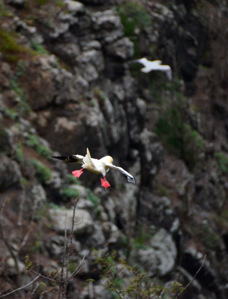 Birds flying with a rocky cliff in the background