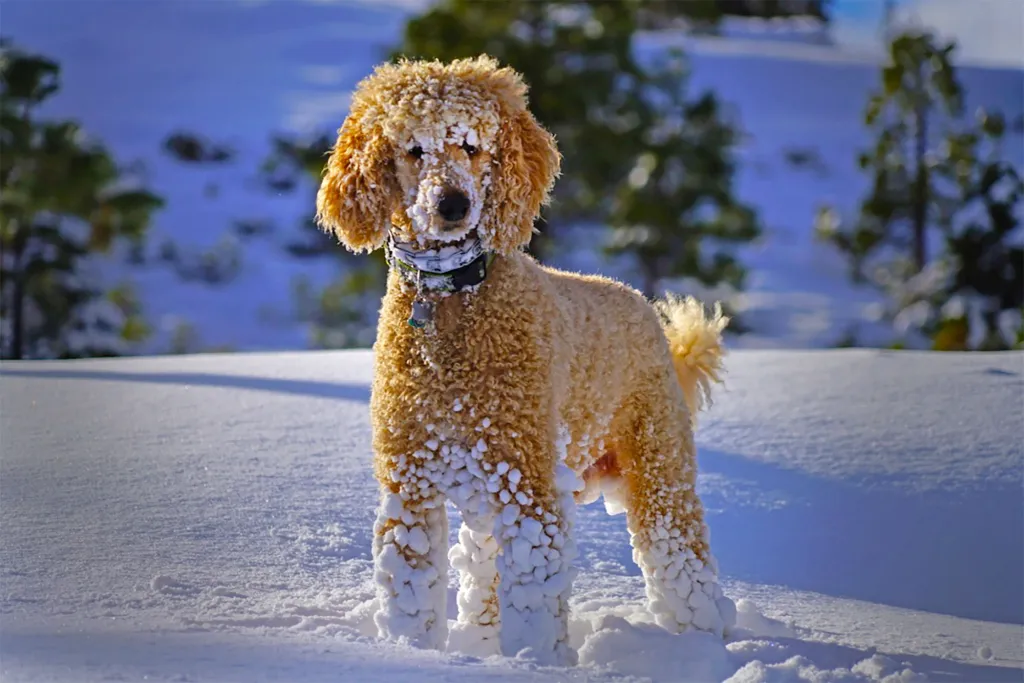 Snow-covered dog standing in the snow