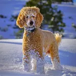 Snow-covered dog standing in the snow