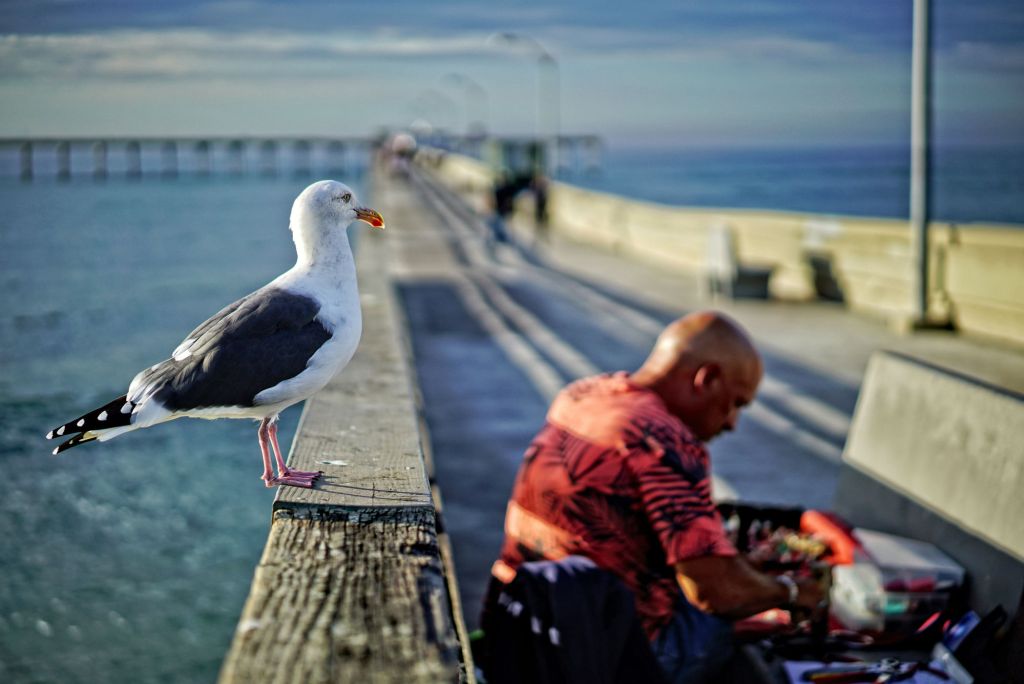 Gull perched on dock