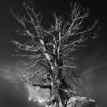 Black and white photo of a leafless tree on rocky ground
