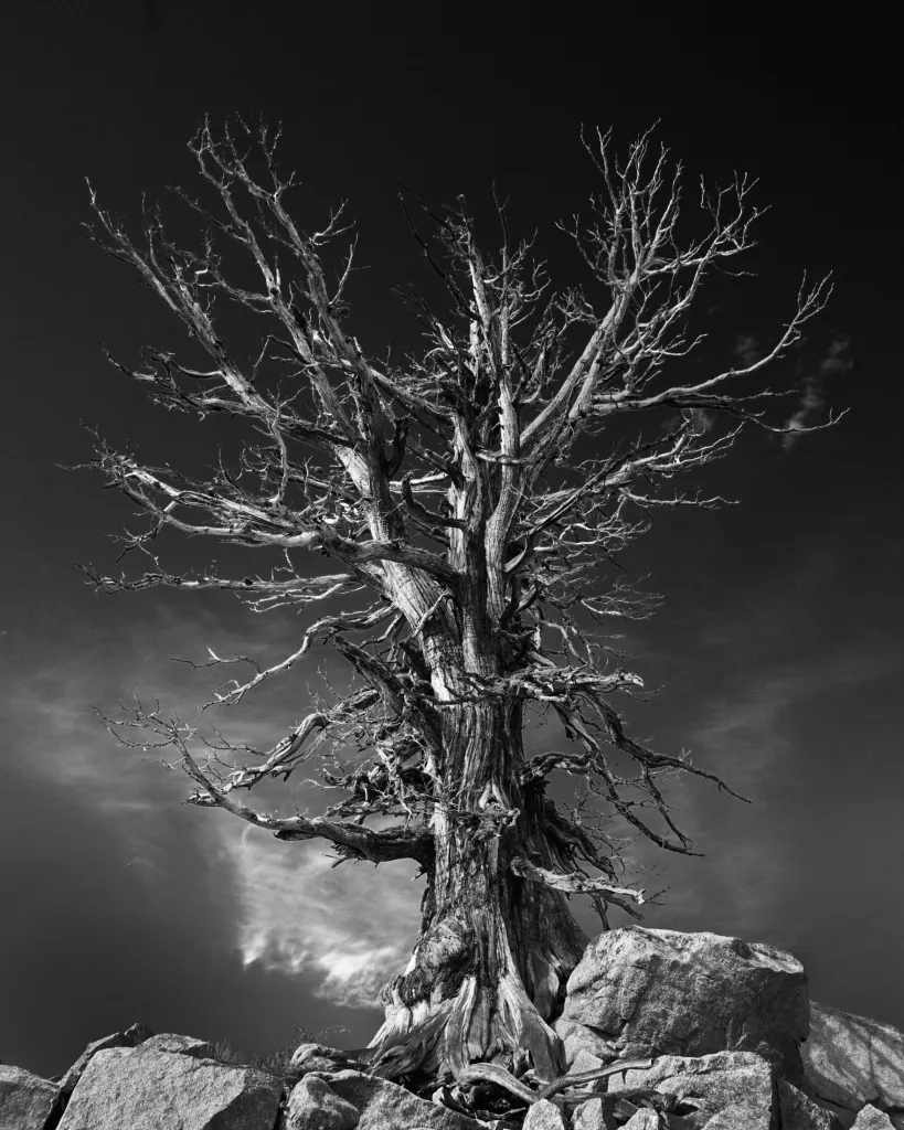 Black and white photo of a leafless tree on rocky ground
