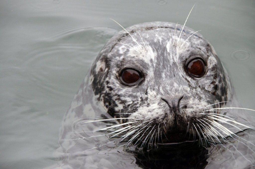 Seal poking its head out of the water