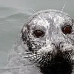 Seal poking its head out of the water